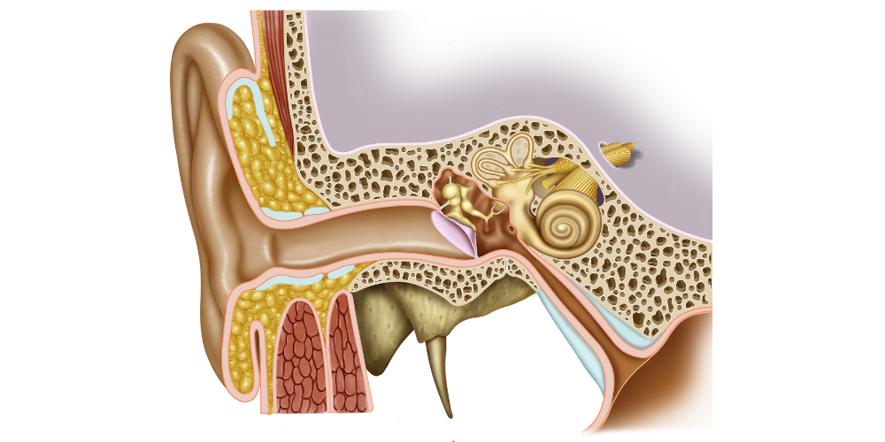 The mechano-electrical transduction complex