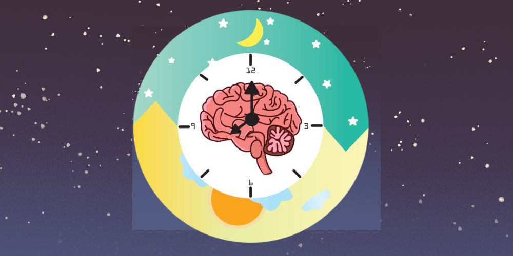 Zebrafish larvae as an intact vertebrate model system for observing circadian rhythm regulation